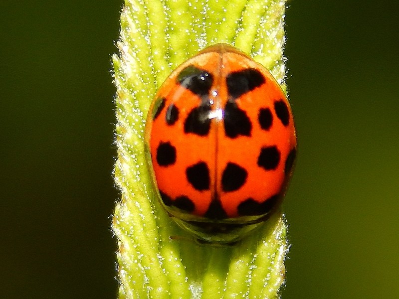 Harmonia axyridis